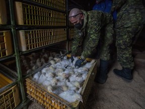 Members of the Canadian Forces help move some 30,000 chickens at a chicken farm in Abbotsford, B.C., on Nov. 20, 2021.