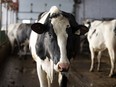 Trading partners around the world have made no secret of their displeasure with Ottawa's high tariffs on dairy imports — a tactic used to shelter Canadian farmers from competition under the federal supply management system.