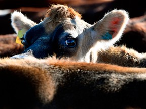 Cows are moved on a dairy farm near Cambridge. New Zealand says Canada has repeatedly broken its promise to let foreign cheese and butter flow more freely into the country.