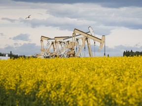 Pumpjacks draw oil out of the ground in a canola field near Olds, Alta.