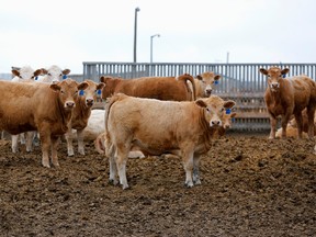 Beef cattle at the Kasko Cattle feedlot in Coaldale, Alberta.