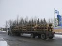 Ein Holztransporter kommt am 14. Januar 2021 aus den USA an der Grenze in St-Bernard-de-Lacolle, Quebec, an. 