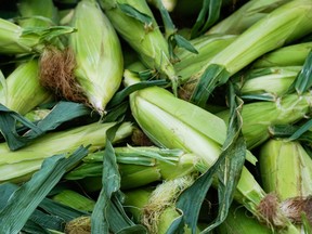 Die zusätzlichen Maisexporte stützen die Preise für US-Landwirte, aber die Nachfrage könnte sich verlangsamen, wenn sich die kanadischen Landwirte von der Dürre des letzten Jahres erholen und die Erträge in diesem Jahr steigern.