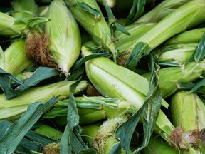 The extra corn exports are bolstering prices for U.S. farmers, but the demand could slow if Canadian farmers recover from last year's drought and boost yields this year.