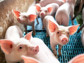 The hog industry relies on "just in time" manufacturing, and Manitoba doesn't have the capacity to feed and process a surge of hogs domestically.