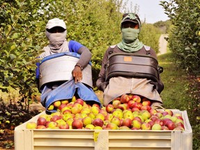 Migrant workers at an apple orchard in Ontario.