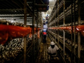 Temporary foreign workers harvest mushrooms in Leamington, Ont.