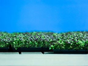 Fully grown spicy mustard plants await packaging at GoodLeaf Farms.