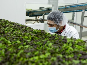 Agronom Cesar Cappa und Chefzüchter bei GoodLeaf Farms in Guelph, Ontario, inspiziert Mikrogemüse.