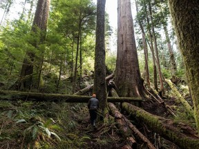 A forest protector walks up to the trees near Port Renfrew, British Columbia, Canada, on Tuesday, April 6, 2021.