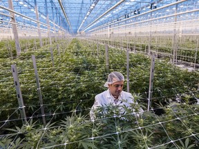 A worker inspects cannabis plants growing in a greenhouse at the Hexo Corp. facility in Gatineau, Quebec. Hexo this month said it would cut 180 jobs.