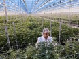 A worker inspects cannabis plants growing in a greenhouse at the Hexo Corp. facility in Gatineau, Quebec. Hexo this month said it would cut 180 jobs.
