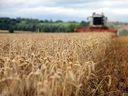 Auf Russland und die Ukraine entfallen 29 Prozent der weltweiten Weizenexporte.