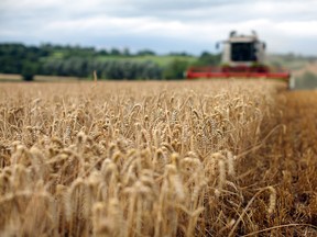 Russia and Ukraine account for 29 per cent of the world's wheat exports.
