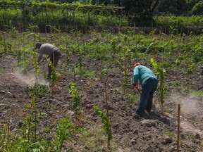 Grapes growing in Peru's Ica Valley.