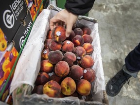 Fresh fruit in the Ontario Food Terminal.