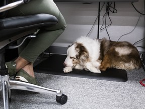 A dog lies under someone's desk at Ford Motor Co.'s offices in Michigan in 2019.