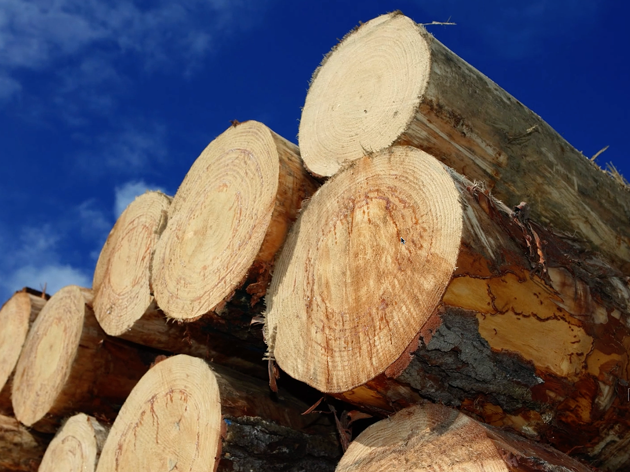 this-company-is-one-of-the-top-lumber-producers-in-canada-canada-com