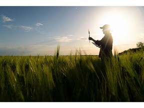 AGCO releases 2021 Sustainability Report. Farmer with tablet examines wheat crop.