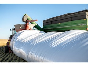 Grain bags are used by some farmers as temporary storage during and after harvest for crops such as cereal grains. Cleanfarms operates programs that help Canadian farmers recycle used grain bags instead of landfilling the ag plastic. – Cleanfarms photo