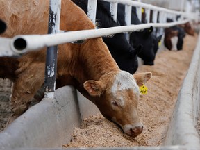 Beef cattle at the Kasko Cattle feedlot in Coaldale, Alta.