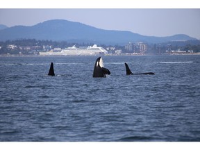 Killer whales with cruise ship in the background © Dick Martin / Unsplash