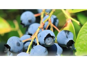 Third Chinese Blueberries Project
