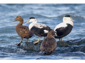 Eiders se confruntă astăzi cu o listă din ce în ce mai mare de amenințări provocate de om și de mediu, de la pierderea habitatului până la schimbările climatice. De aceea, eforturile noastre colective de a sprijini populațiile de eider acum și pentru viitor nu au fost niciodată mai importante. © DUC / Jongsun Lee