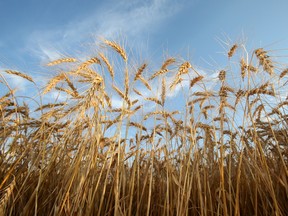 Mature wheat ready for harvest on a farm in Manitoba.