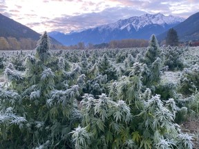 Tyler Mosher's hemp farm in Pemberton, B.C.