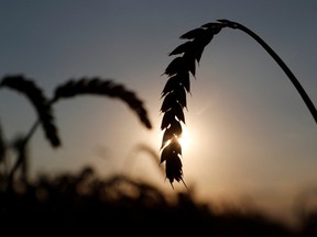 Ears of wheat are seen in a field near the village of Hrebeni in Kyiv region, Ukraine, July 17, 2020.