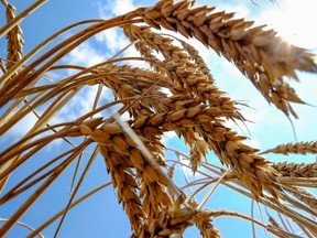 Wheat futures are at the highest level in 14 years and major growing regions like North America will need to produce a good harvest this summer to boost global supplies and prevent further price inflation.