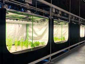 As supply chains face increasing pressure, Chris Bolton, founder and CEO of Sprout AI, discusses how the company's adaptive vertical farming technology can help with the issues surrounding food security. SUPPLIED