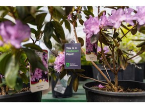 Participating garden centres across the province feature FireSmart Plant tags, assisting shoppers in knowing which plants are fire-resistant.