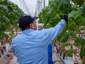 A migrant worker from Honduras picks cucumbers at a greenhouse in Beamsville, Ont.