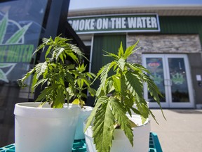 Marijuana plants outside the Smoke on the Water cannabis dispensary in Tyendinaga in the Mohawk Territory, outside of Belleville, Ontario.
