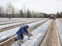 A temporary foreign worker from Mexico plants strawberries on a farm in Mirabel, Quebec.