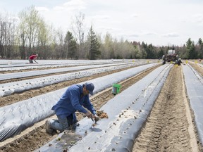 A temporary foreign worker from Mexico plants strawberries on a farm in Mirabel, Que.