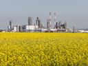 Western Canadian canola fields near a chemical plant in rural Alberta.