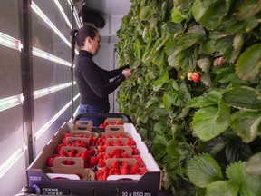 A worker harvests strawberries at the Ferme d'hiver vertical farm in Brossard, Que.
