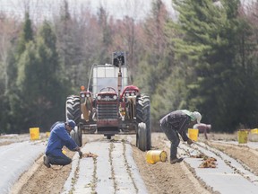 Ausländische Zeitarbeiter aus Mexiko pflanzen Erdbeeren auf einer Farm in Mirabel, Que.