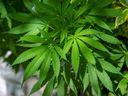 Der kanadische Cannabismarkt wächst;  Der Wert hat sich zwischen 2019 und 2020 mehr als verdoppelt und ist von 1,2 Milliarden auf 2,6 Milliarden Dollar gestiegen.
