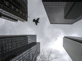 Bank and office towers in Toronto's financial district.