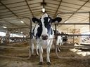 Handelspartner stehen dem kanadischen Versorgungsmanagementsystem, das Produktionskontrollen und Zölle zum Schutz einheimischer Milchbauern einsetzt, seit jeher kritisch gegenüber.