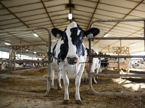 Trading partners have been historically critical of the Canadian supply management system, which uses production controls and tariffs to protect domestic dairy farmers.