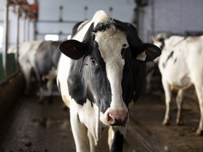 A cow at a dairy farm in Quebec.