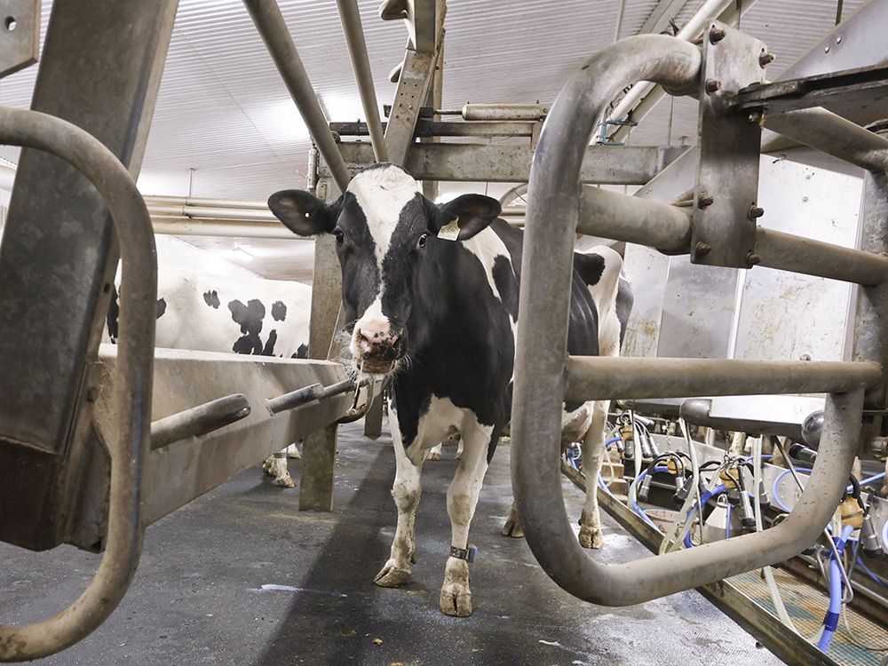Trudeau government stands firm on new dairy rules despite anger from U.S. milk lobby