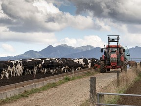 A dairy farm in New Zealand.
