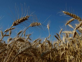 Wheat in a field in Ukraine. Agricultural commodity funds have received the most flows this year.