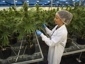 A Hexo Corp. employee examines cannabis plants in one of the company's greenhouses, seen during a tour of the facility, Thursday, October 11, 2018 in Masson Angers, Que. Cannabis company Hexo Corp. says Zenabis Global Inc., its wholly owned subsidiary, has filed for protection under the Companies' Creditors Arrangement Act.